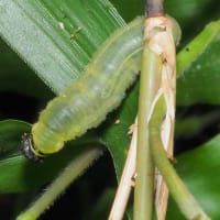 コチャバネセセリ　幼虫