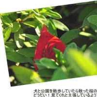 もうすぐ春菜のに