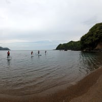本日の小浜SUP体験ツアーでは国指定特別天然記念物に遭遇しました！