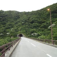 ヤマボウシ開花情報（最終号）