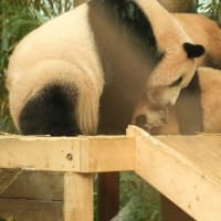 俺VS韓国の動物たち　vol.3