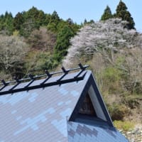京都花背の里桜