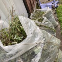 山羊牧場〜草食い放題だメェー