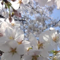 今年の桜,お腹の痛み