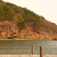 ４月１６日の岳温泉の桜です