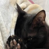 あしあと🐾