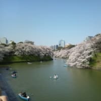 千鳥ヶ淵　満開の桜