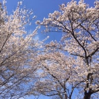朝日山公園の桜