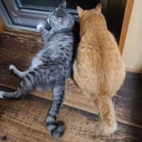 暑苦しいです