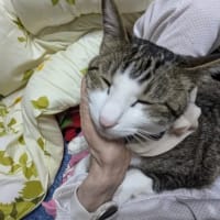 クリンへの想いは尽きなくて・・・255