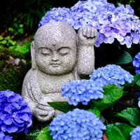 ペットOKのお寺なのに-奈良県明日香村：岡寺