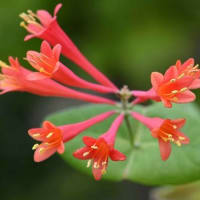 鉢植えの「ツキヌキニンドウ」
