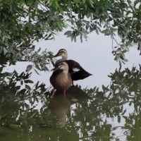 池の鳥たち、夕方から活動開始