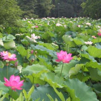 鶴舞公園の胡蝶ヶ池-蓮の花-2