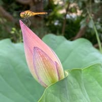 7月14日　蓮の花が開花、