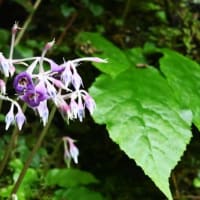 夏の花々咲く高原のお花畑～上林森林公園