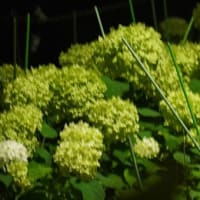 何が写っているかな？