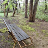 南町公園の新緑と桜と