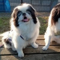 光くん、１２歳おめでとうね！