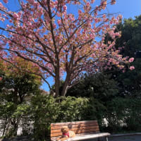 卵焼き　つきじ　松露(しょうろ)