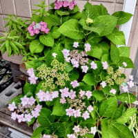 スモークツリー(煙の木)が想像と違った