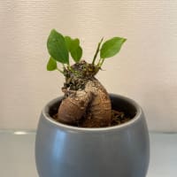 ブラキキトン新芽5日目