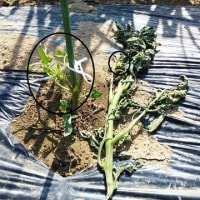 今日の家庭菜園・・台風並みの強風でトマトは折れ、ズッキーニは吹っ飛びました