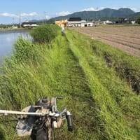 安井さくら会（老人クラブ）の作業の日