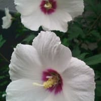 ７月　１５日