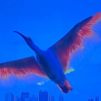 🌏夏競馬☀️迎える！　前に！！✨No.２