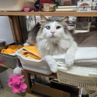 😺ワクチン抗体検査