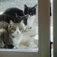 招き猫