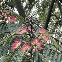 合歓の花