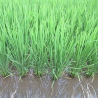 今年のイネは著しく進みそうだが天候異変の影響は予測不能