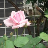 ベルモント公園のバラ 1