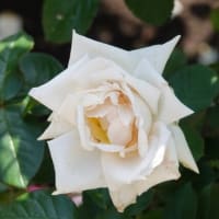 青和ばら公園 　〈ピンク色系のバラ９品種、赤色系のバラ５品種、白色系のバラ４品種、黄色系のバラ３品種〉　