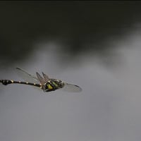 飛翔  ～タイワンウチワヤンマ～