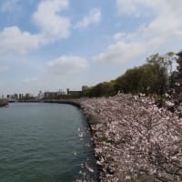 大川沿いの桜