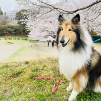 スクールの桜が満開