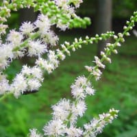 宇佐美魚目／夏花摘(げばなつみ)あるけばうごく山の音