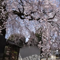 花井寺（かせいじ）のしだれ桜～大月市（回想）