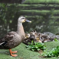 飛び出しの夏へ、チョウゲンボウの世界へ