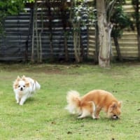 GWコテージ記　最終日とおやつ🧁🍩