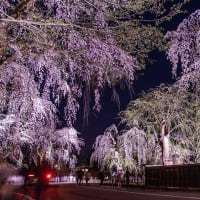 梅野哲の観に行きたい桜の名所③