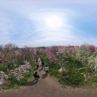 和泉リサイクル環境公園の梅林　３６０度動画（２０２５年３月１４日）