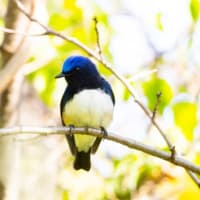 ソウシチョウ、オオルリ他　久しぶりの投稿