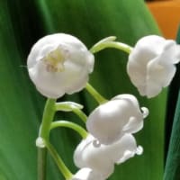 骨密度は、測り方によって、うその結果が出ることがある
