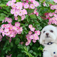 大きなロサ系の薔薇と、小さなかん太と真生