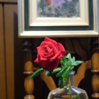 薔薇　２０２５.０５.１０