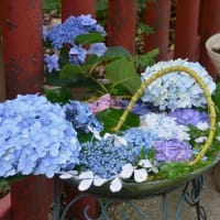 川越八幡宮の紫陽花